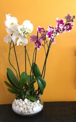 arreglo 2 orquideas